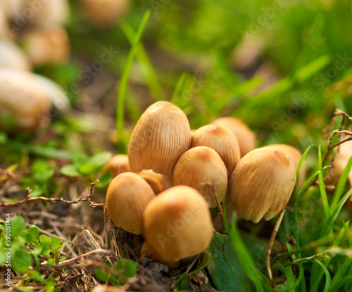 mushrooms grow in a clearing in the park
