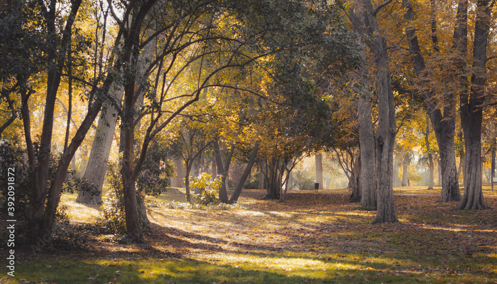 Naklejka premium Bosque