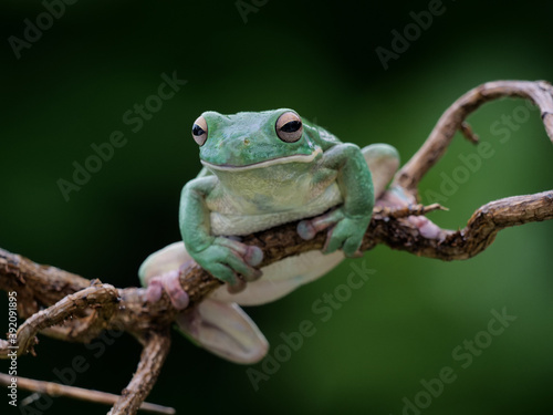 großer grüner Laubfrosch, Litoria infrafrenata, auf einem Zweig, Hintergrund grün unscharf