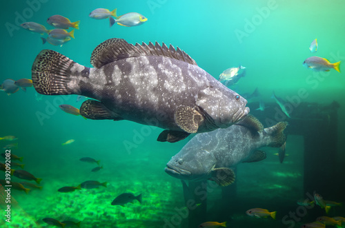 Giant grouper or brown spotted grouper fish. photo