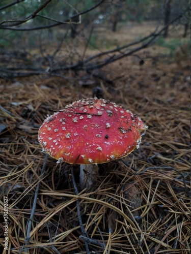 fly agaric mushroom