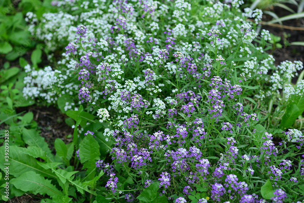 small blue and white flowers grow in the garden bed small blue and white flowers grow in the garden bed