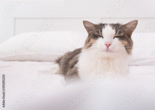 The gray cat sleeps on a white bed. minimalistic interior