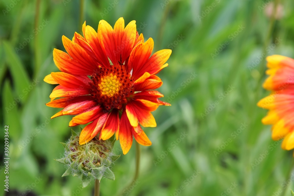 Beautiful of Gaillardia aristata flower with selective focus on green blurred background. Summer flower. Head of gorgeous blooming flowers Beautiful of Gaillardia aristata flower with selective focus on green blurred background. Summer flower. Head of gorgeous blooming flowers