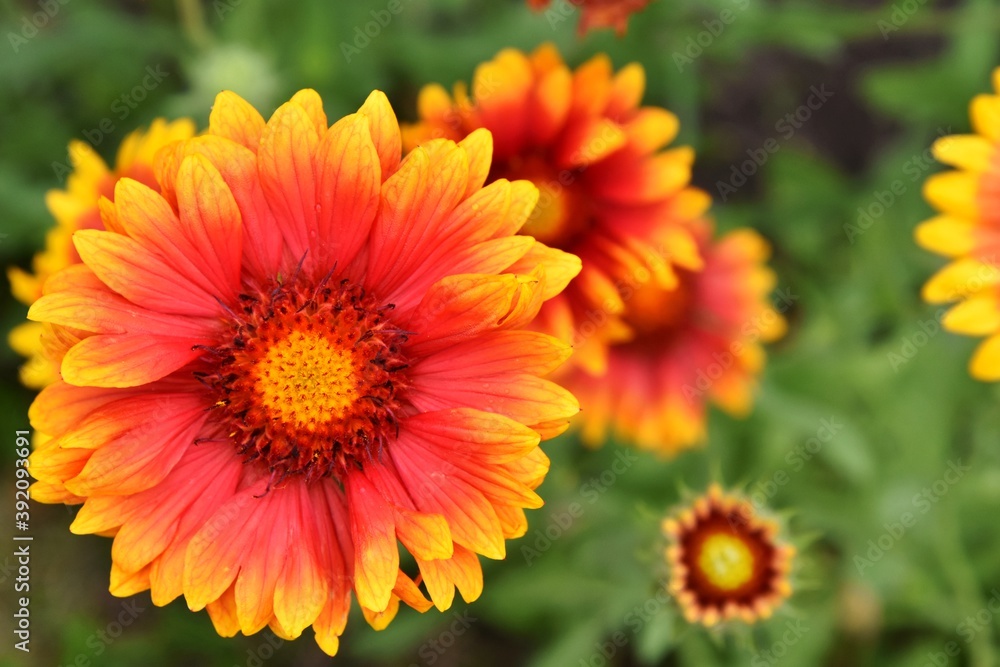 Beautiful of Gaillardia aristata flower with selective focus on green blurred background. Summer flower. Head of gorgeous blooming flowers Beautiful of Gaillardia aristata flower with selective focus on green blurred background. Summer flower. Head of gorgeous blooming flowers