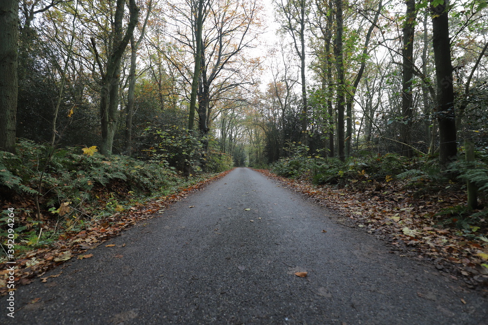 A forest road through an autumnal Dutch forest.