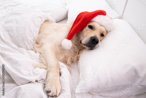 Cute golden retriever funny sleeping in bed in santa claus hat. Christmas dog