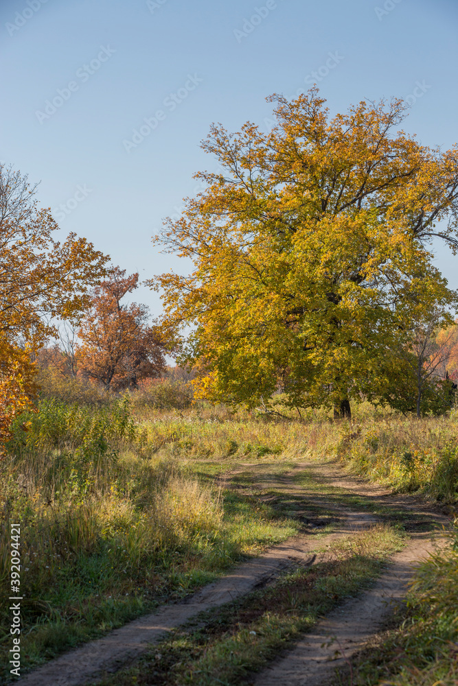 yellowed oaks in a grove on an autumn sunny day