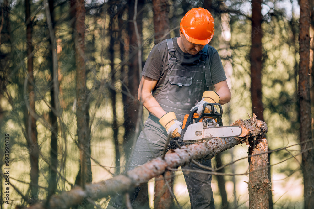 Obraz premium The logger uses a saw. A person using a saw while cutting wood