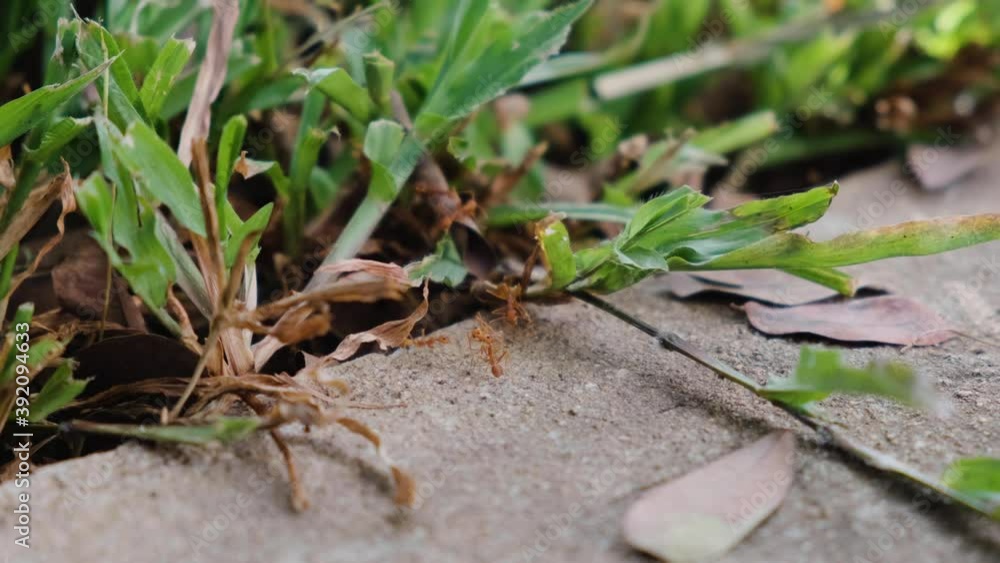 Ants are looking for food in nature Ants are looking for food in nature