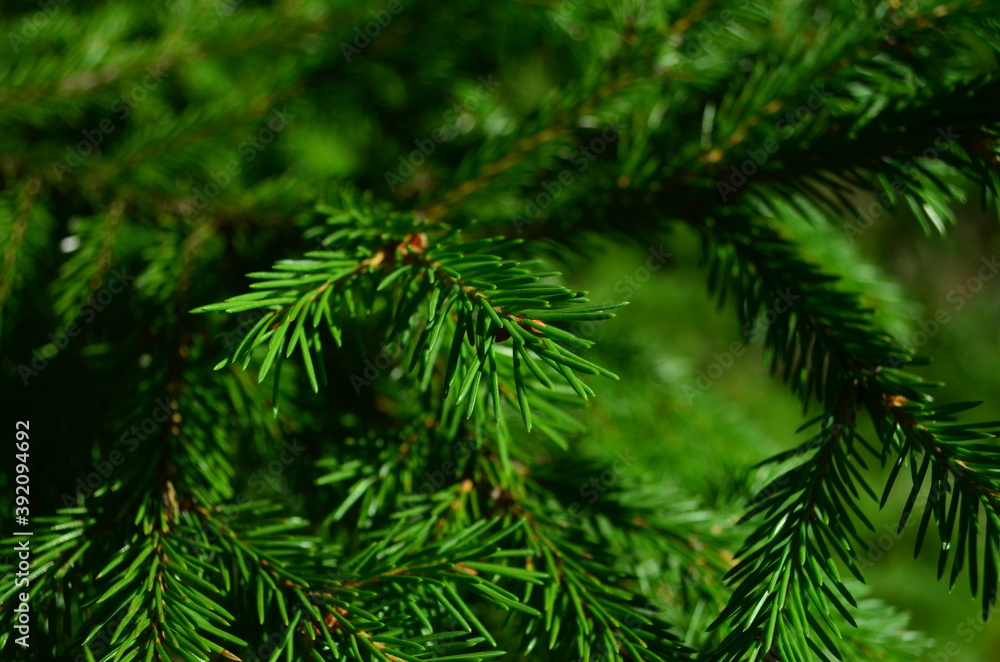 branch of a fir branch of a fir
