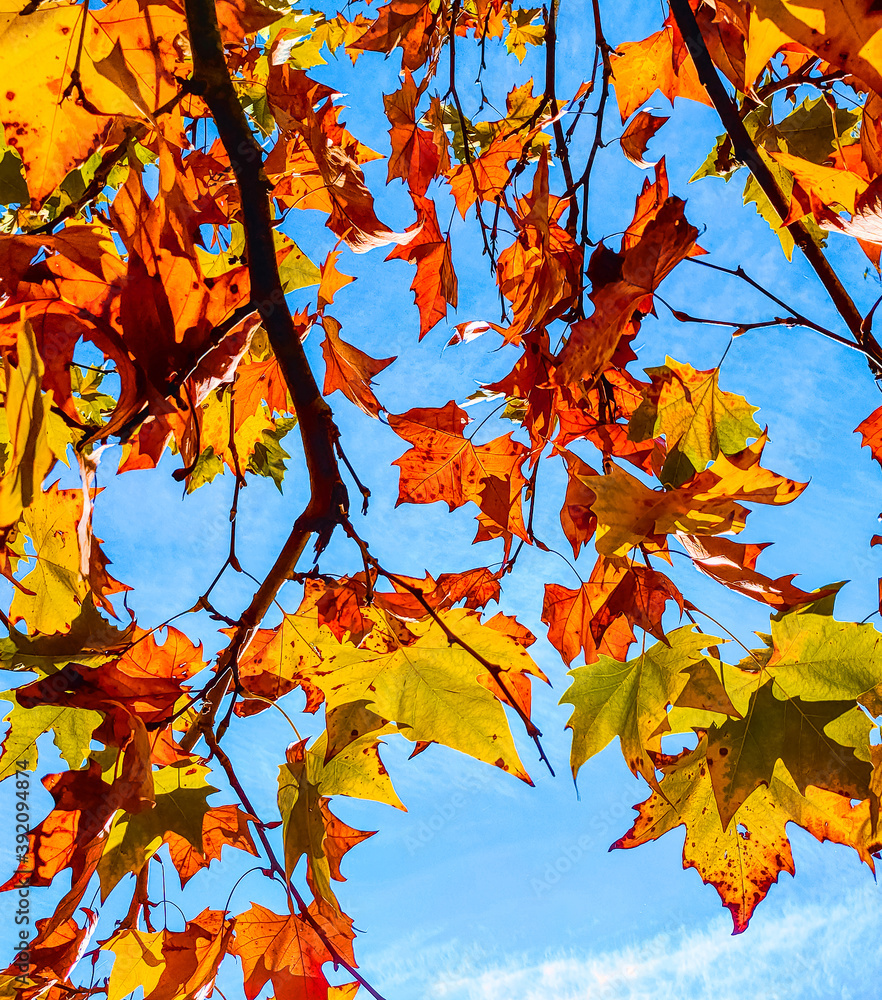 Beautiful autumn maple leaves tree with orange, yellow, red and brown colors in a sunny day wit blue sky. Vertical nature background in fall season. Beautiful autumn maple leaves tree with orange, yellow, red and brown colors in a sunny day wit blue sky. Vertical nature background in fall season.