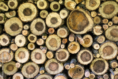 Wooden background - a pile of felled trees showing the cross-section of the trunks