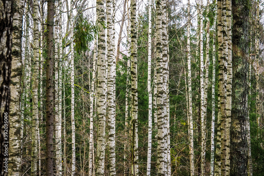 Fototapeta premium Birch forest. Birch Grove. White birch trunks. Autumn forest. Selective focus