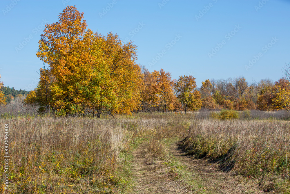 autumn meadow on a sunny day, forest in the background