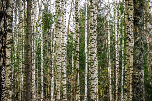 Birch forest. Birch Grove. White birch trunks. Autumn forest. Selective focus