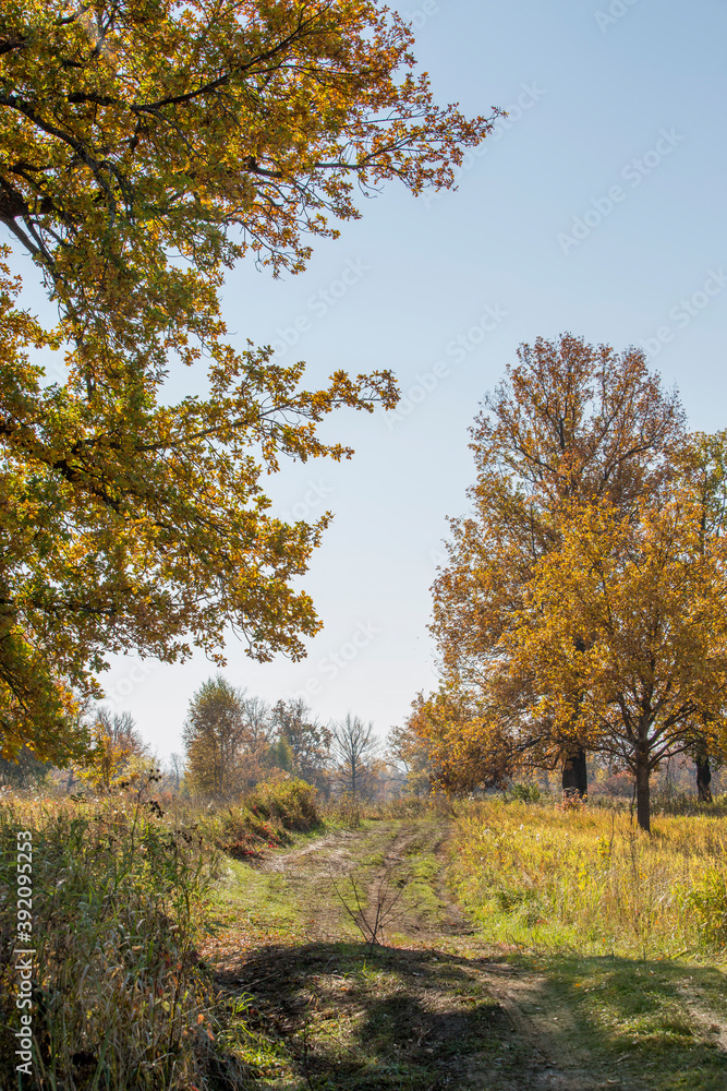dirt road in an oak grove on an autumn sunny day dirt road in an oak grove on an autumn sunny day