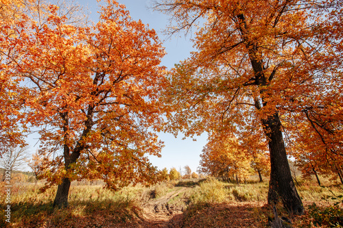 yellowed oaks in a grove on an autumn sunny day