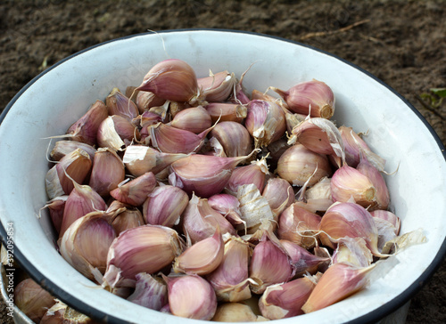 Separated cloves of garlic before planting in the ground