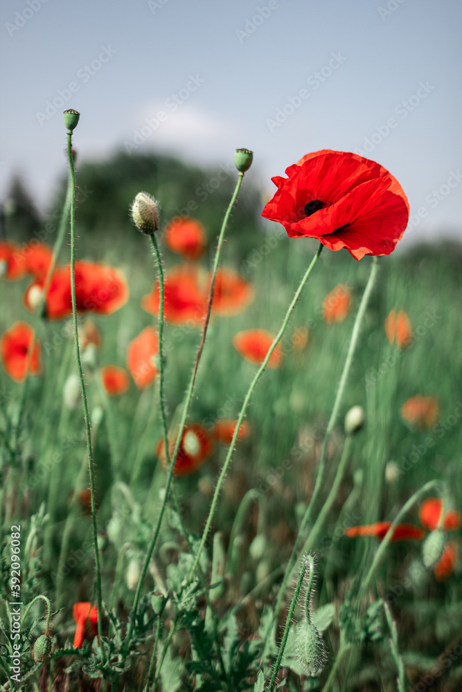 Obraz premium poppies in the field