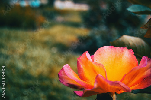 Close-up of a brightly colored open rose illuminated by sunlight