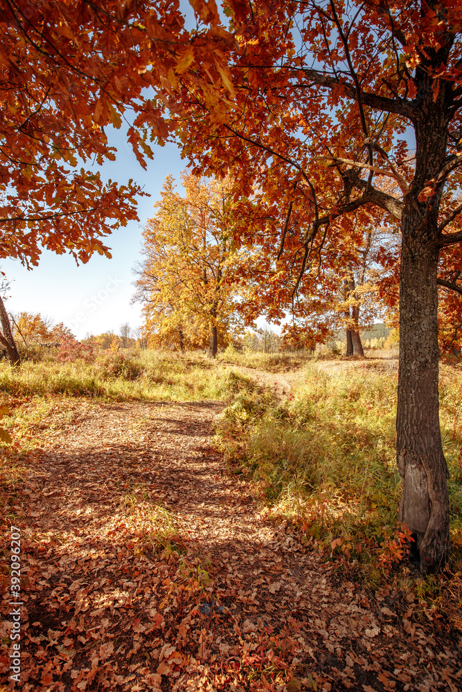 dirt road in an oak grove on an autumn sunny day dirt road in an oak grove on an autumn sunny day