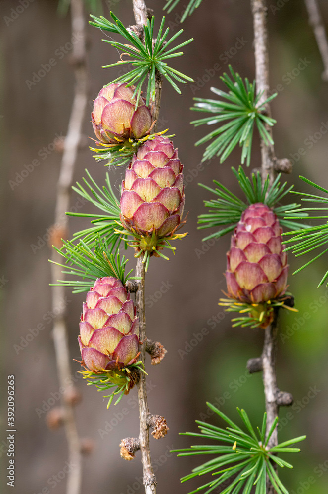 young cones of a larch young cones of a larch