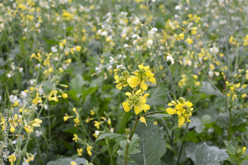 Mustard grows in the field, which will be used as a green organic fertilizer.