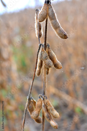 Soybeans ripen on the farmer's field