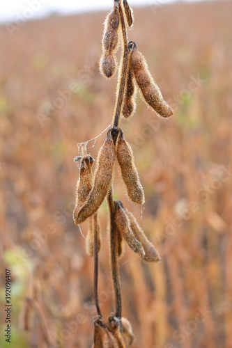 Soybeans ripen on the farmer's field © orestligetka