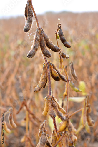 Soybeans ripen on the farmer's field