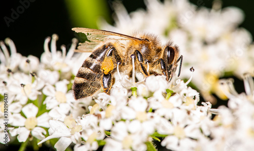 close-up view of a honey bee - Apis mellifica - gathering some pollen from a bloom  photo