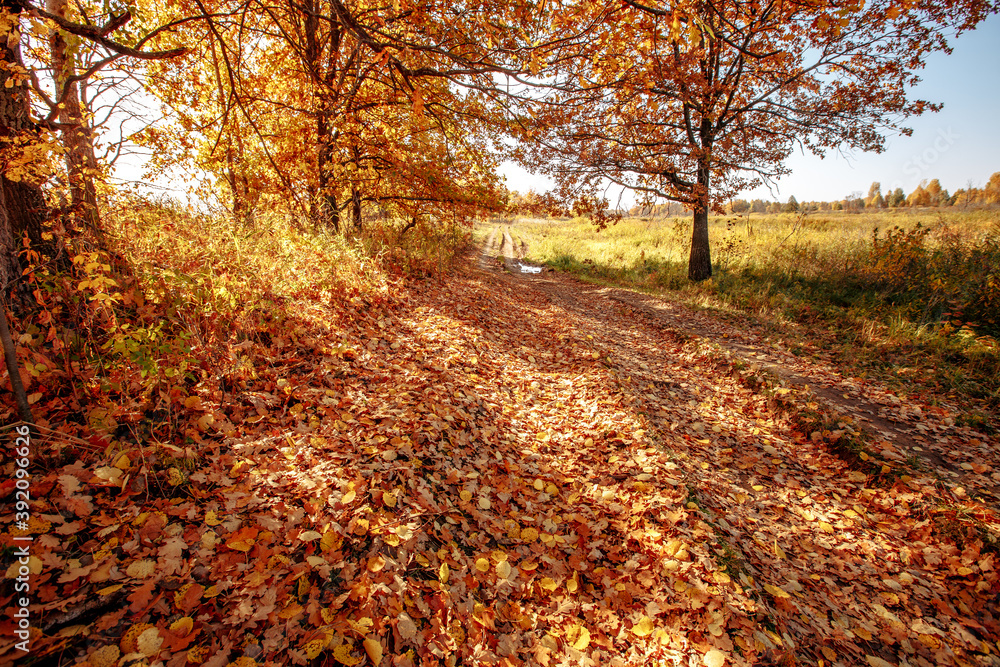 dirt road in an oak grove on an autumn sunny day dirt road in an oak grove on an autumn sunny day