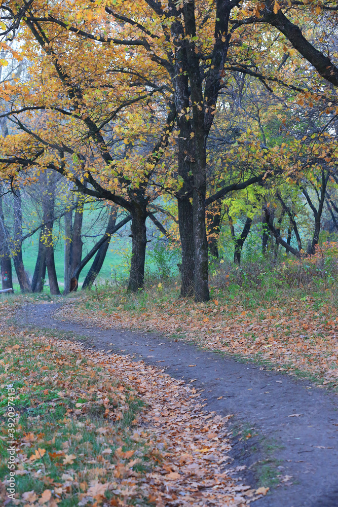 pathway in park