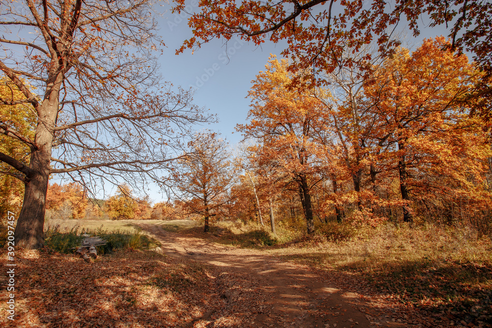 dirt road in an oak grove on an autumn sunny day dirt road in an oak grove on an autumn sunny day