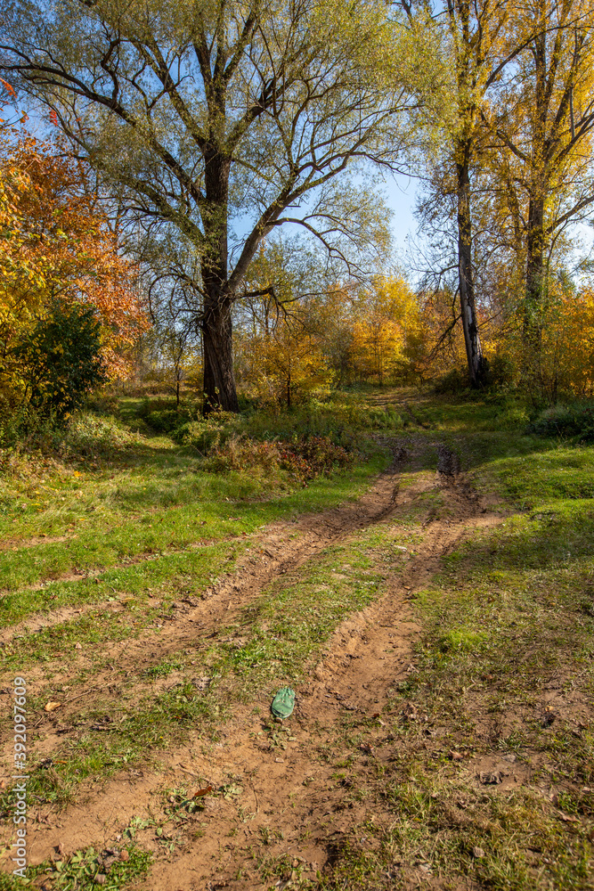dirt road in an oak grove on an autumn sunny day