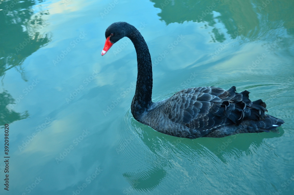 Fototapeta premium black swan on the water