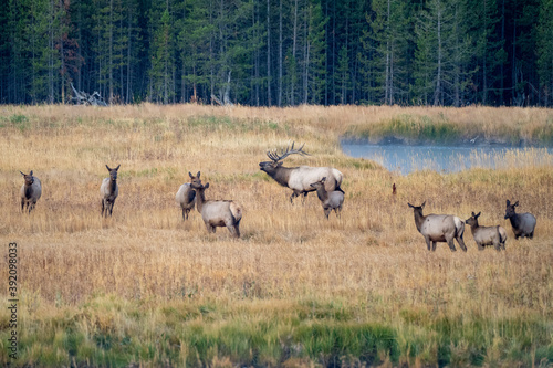Bull elk among many female cow elks in Yellowstone National Park during the fall rut