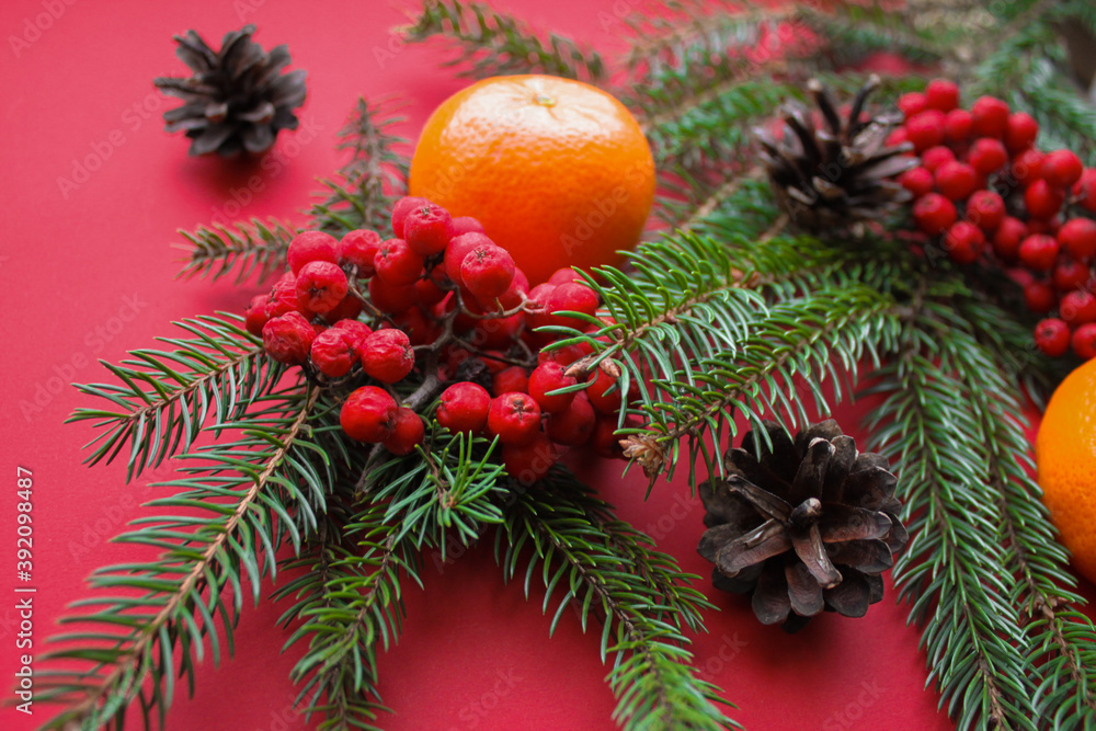 The spirit of Christmas, nature decorations: fir branches, cones, bright red Rowan berries and tangerines on a red background