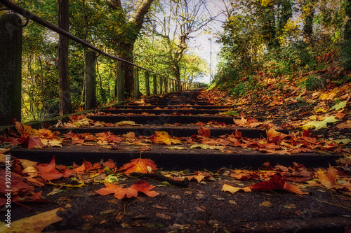 Autumn leaves on the stairs in the park