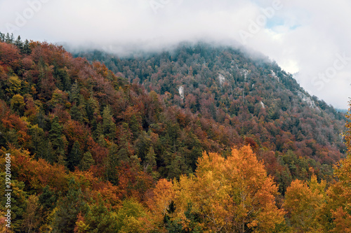 Closeup shot of an autumn forest on mountains