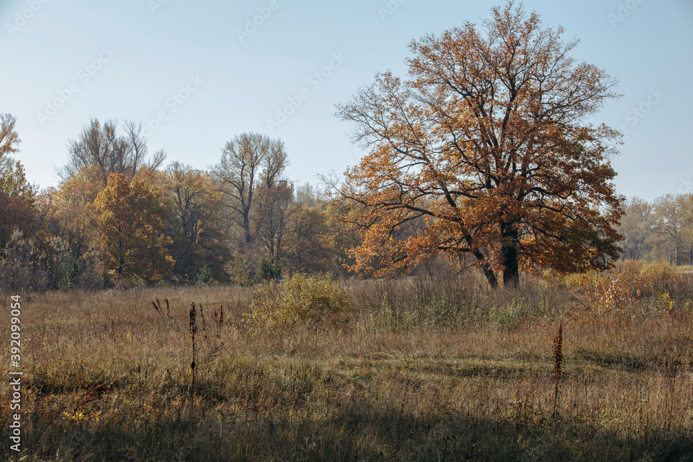 Fototapeta premium autumn meadow on a sunny day, forest in the background