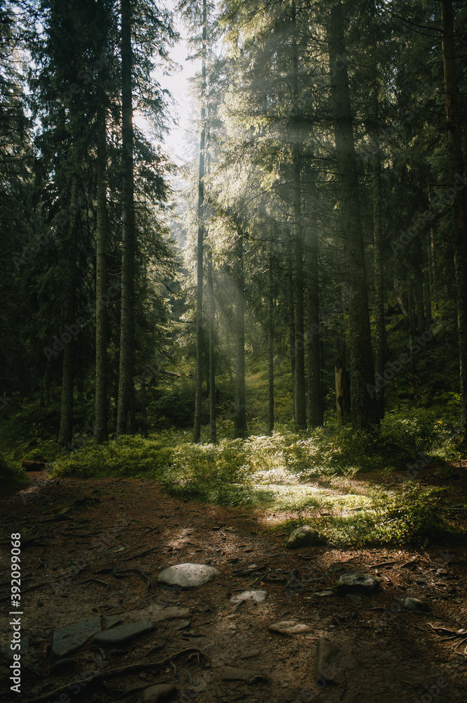 Obraz premium Fairy fantazy forest in sunlight