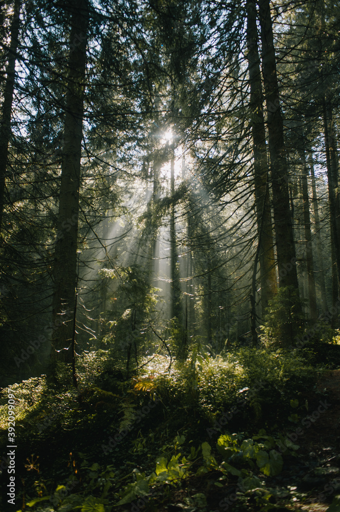 Obraz premium Fairy fantazy forest in sunlight