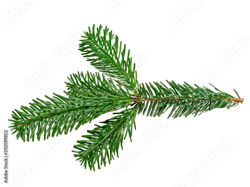 Branches of fir tree on white background.