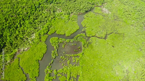 Wallpaper Mural Mangrove trees in the water on a tropical island. An ecosystem in the Philippines, a mangrove forest. Torontodigital.ca