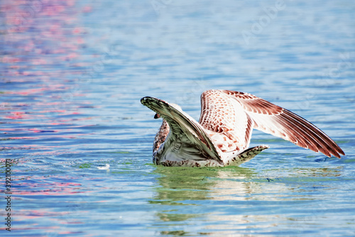 Seagull in water