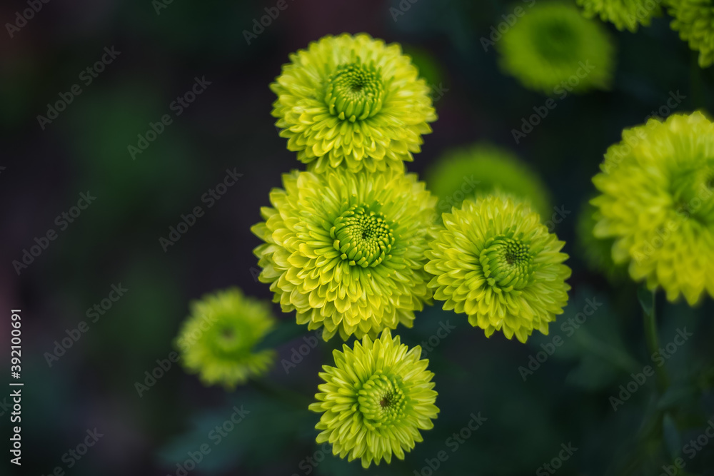 Green chrysanthemums on a blurry background close-up. Beautiful bright chrysanthemums bloom in autumn in the garden. Chrysanthemum background with a copy of space. Green chrysanthemums on a blurry background close-up. Beautiful bright chrysanthemums bloom in autumn in the garden. Chrysanthemum background with a copy of space.