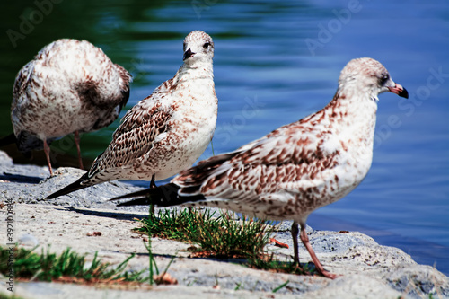 bird on the beach