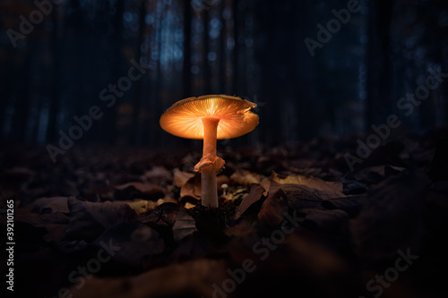 Almost like fairytale forest. Dark, gloomy and magical with a glowing mushroom, fungus. Autumn in the forest is always magical, in any weather and time of the day.